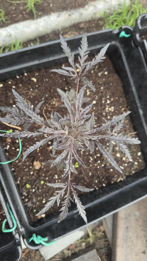 FROSTY’S AUTO FREAK - Khalifa Genetics. Week 6
