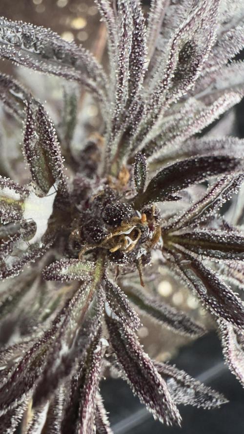 FROSTY’S AUTO FREAK - Khalifa Genetics. Week 6