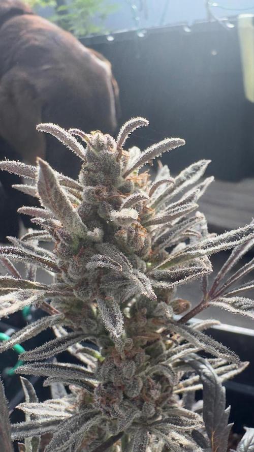 FROSTY’S AUTO FREAK - Khalifa Genetics. Week 7
