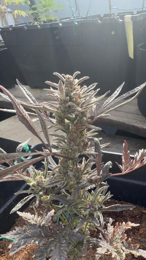 FROSTY’S AUTO FREAK - Khalifa Genetics. Week 7