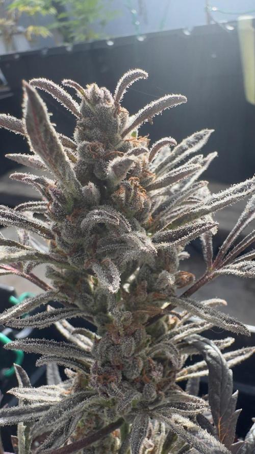 FROSTY’S AUTO FREAK - Khalifa Genetics. Week 7
