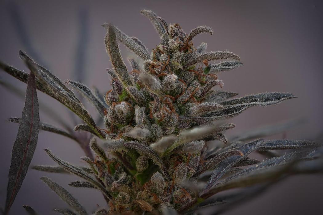 FROSTY’S AUTO FREAK - Khalifa Genetics. Week 7