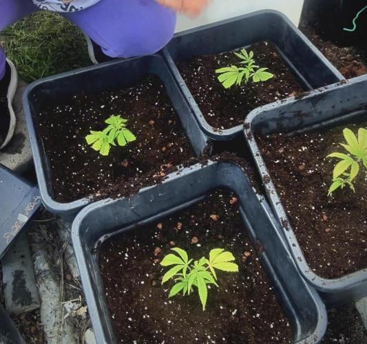 Natural Highs Clones. Week 0
