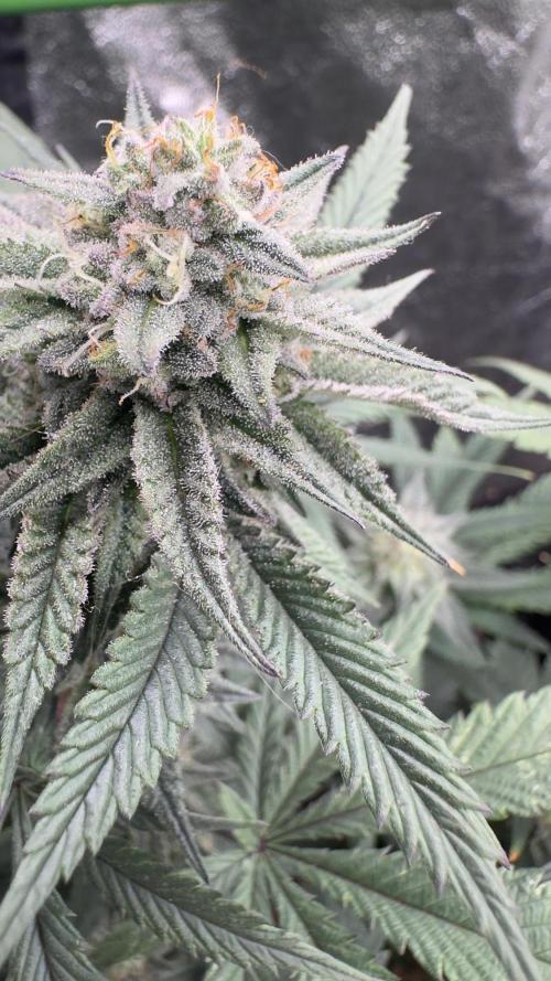 Natural Highs Clones. Week 10