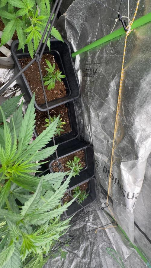 Natural Highs Clones. Week 1