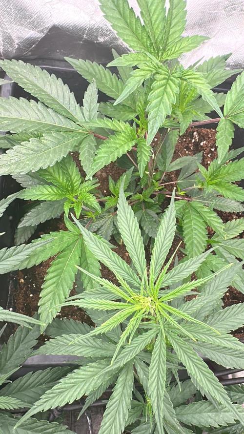 Natural Highs Clones. Week 1