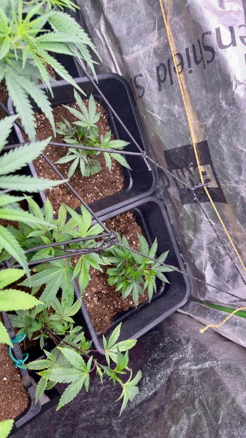 Natural Highs Clones. Week 1