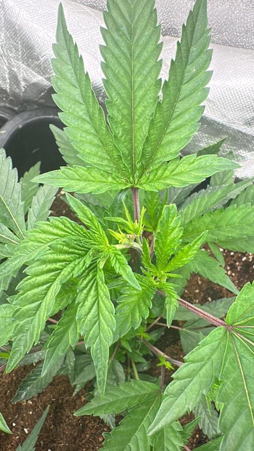 Natural Highs Clones. Week 2