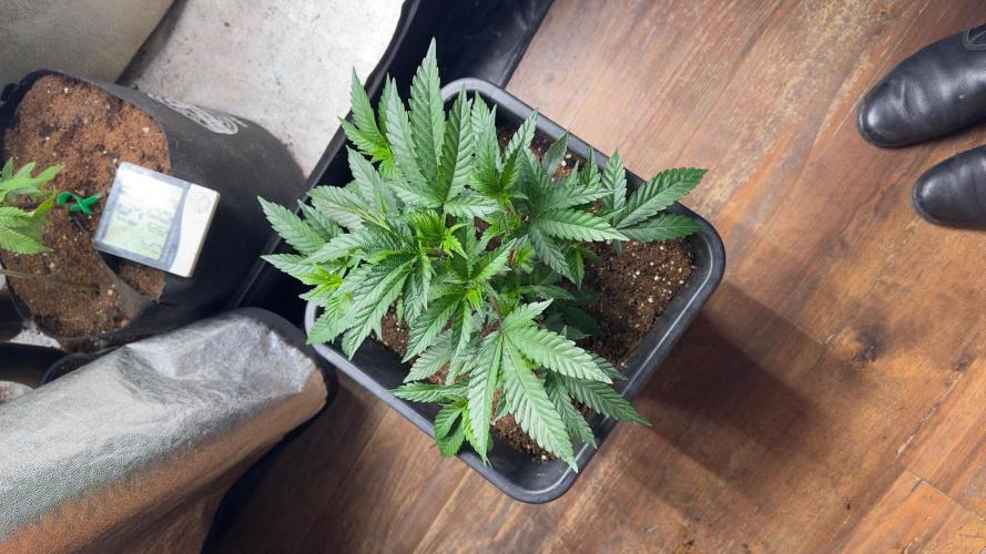 Natural Highs Clones. Week 2