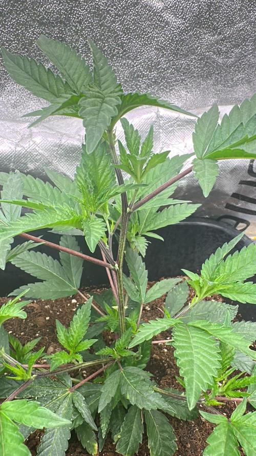 Natural Highs Clones. Week 2
