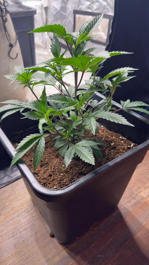 Natural Highs Clones. Week 2