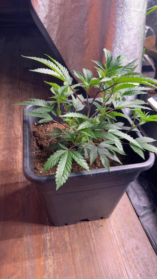 Natural Highs Clones. Week 2