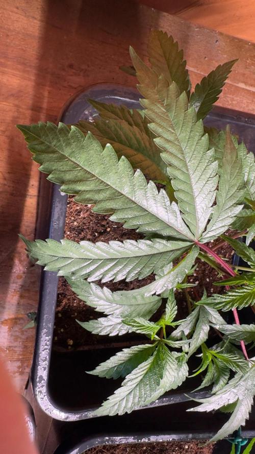 Natural Highs Clones. Week 2
