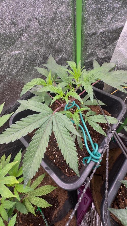 Natural Highs Clones. Week 3