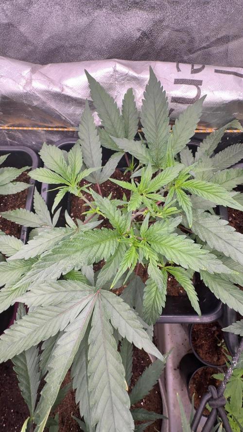 Natural Highs Clones. Week 3