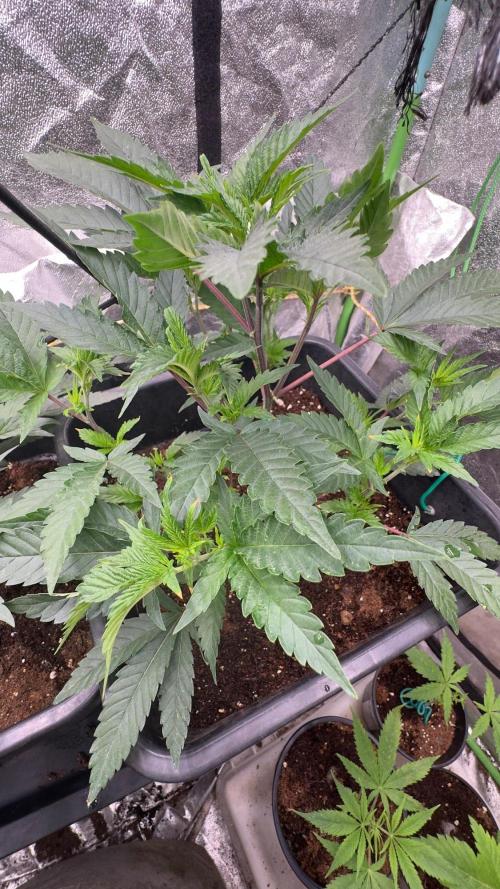 Natural Highs Clones. Week 3