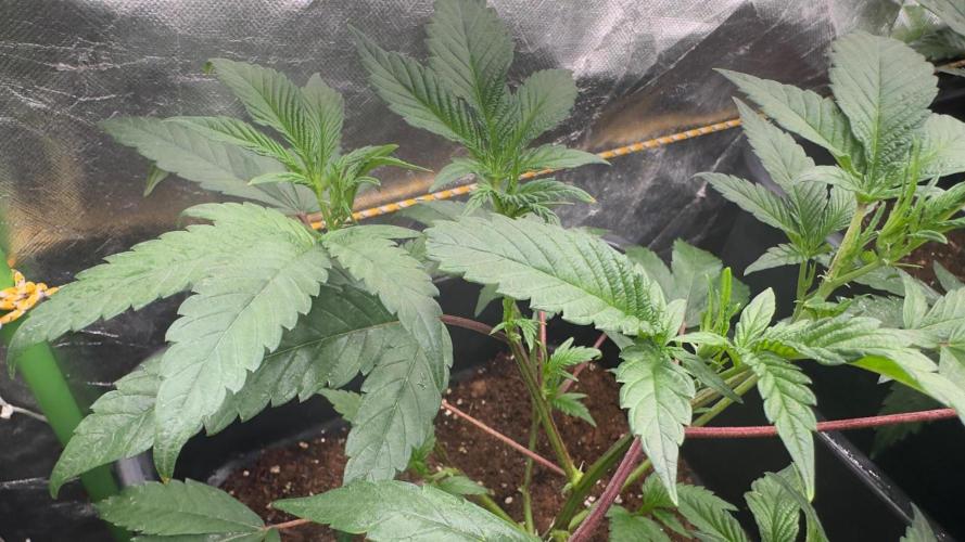 Natural Highs Clones. Week 3