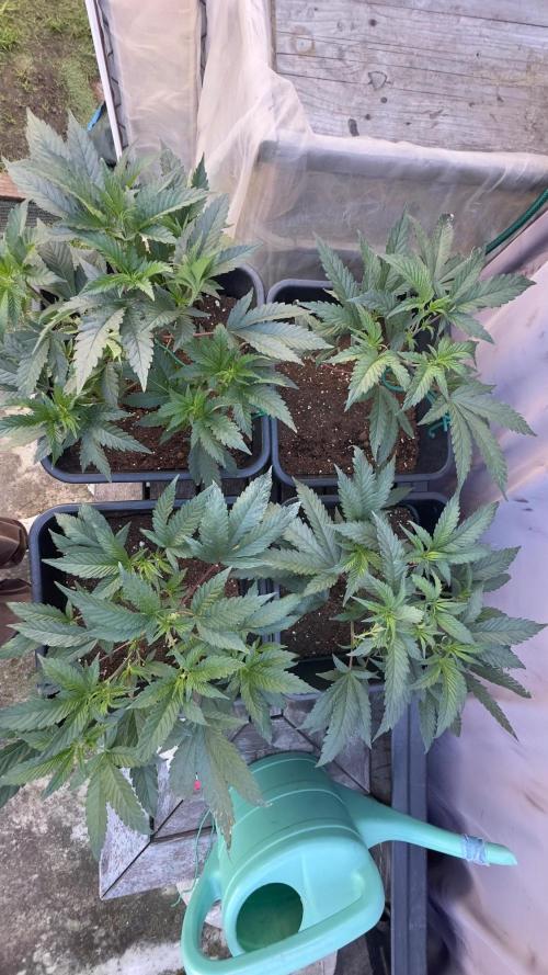 Natural Highs Clones. Week 3