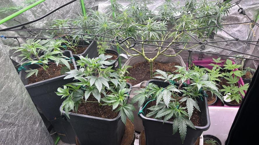 Natural Highs Clones. Week 3