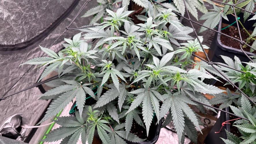 Natural Highs Clones. Week 4