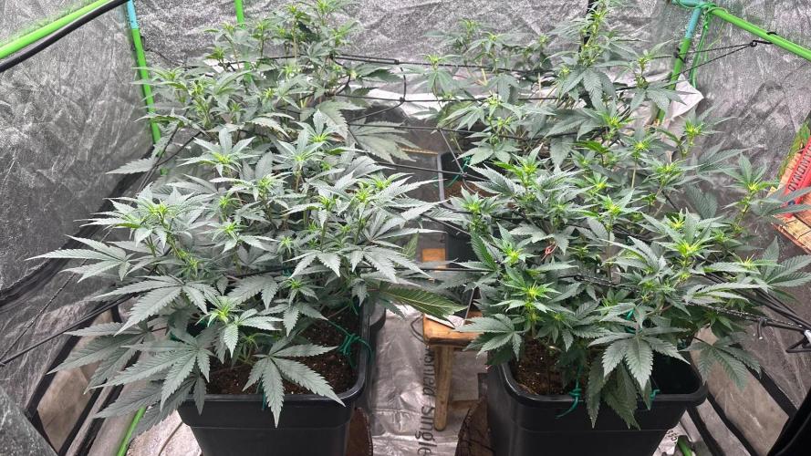 Natural Highs Clones. Week 4