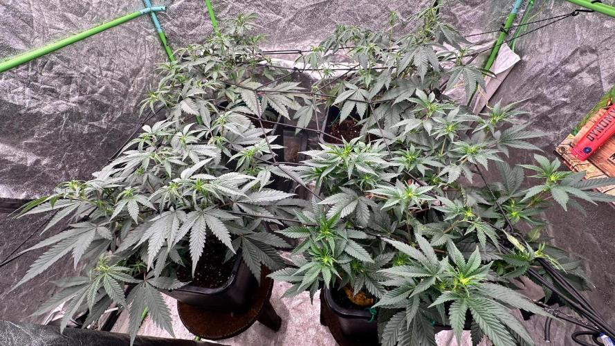 Natural Highs Clones. Week 4