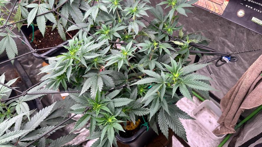 Natural Highs Clones. Week 4