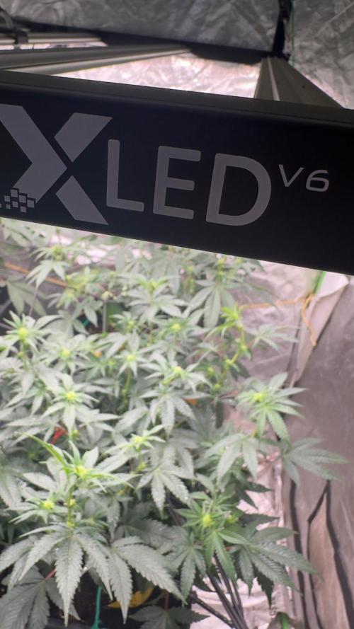Natural Highs Clones. Week 5