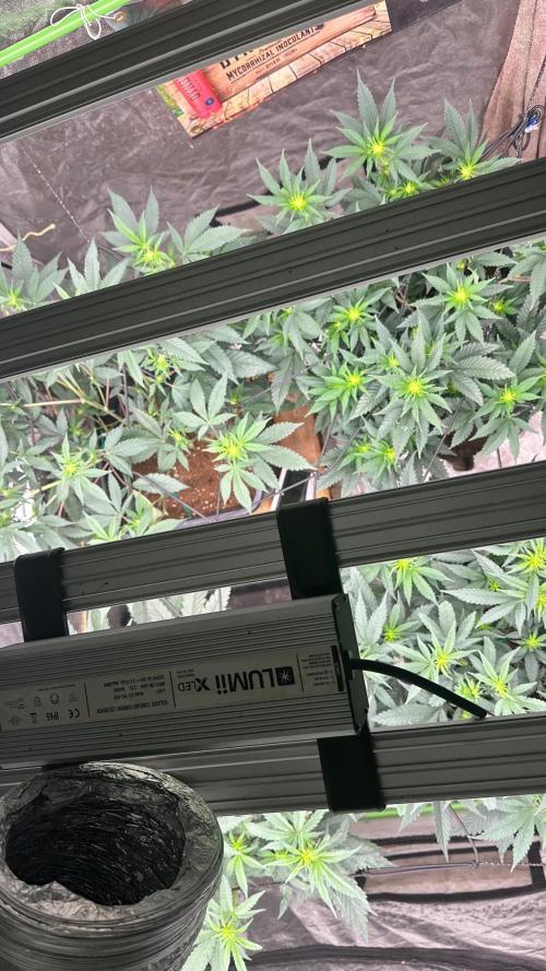 Natural Highs Clones. Week 5