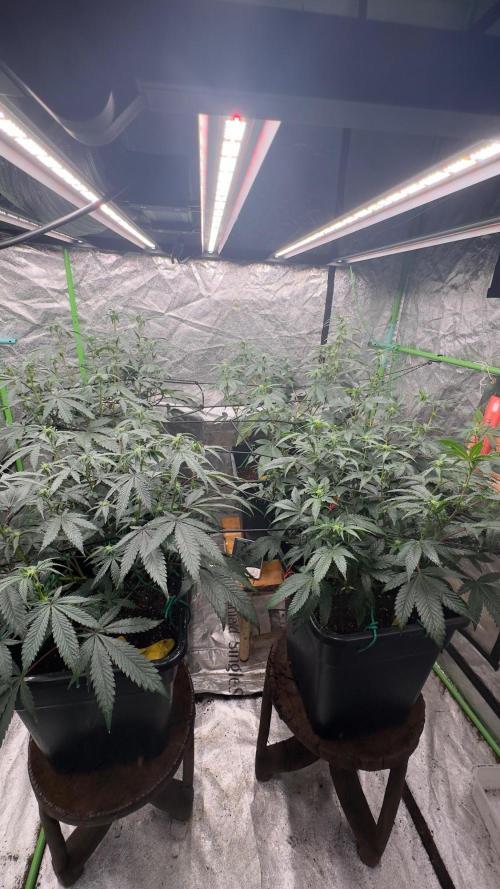 Natural Highs Clones. Week 5