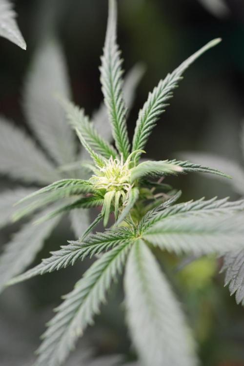 Natural Highs Clones. Week 5