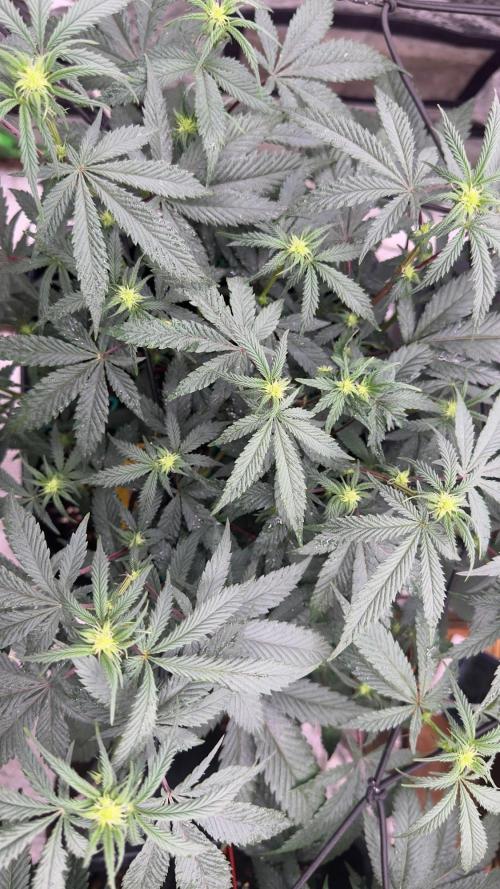 Natural Highs Clones. Week 5