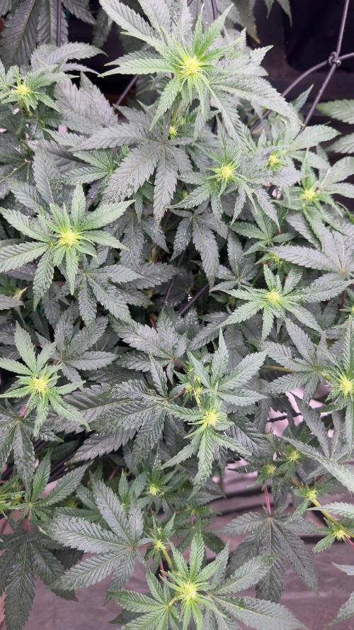 Natural Highs Clones. Week 5