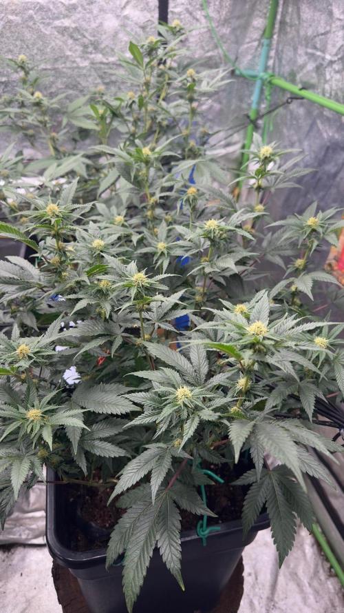 Natural Highs Clones. Week 6