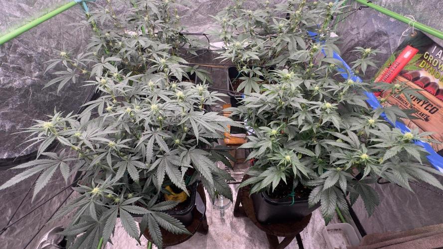 Natural Highs Clones. Week 6