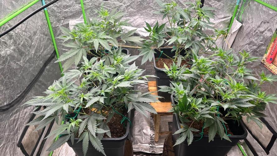Natural Highs Clones. Week 3