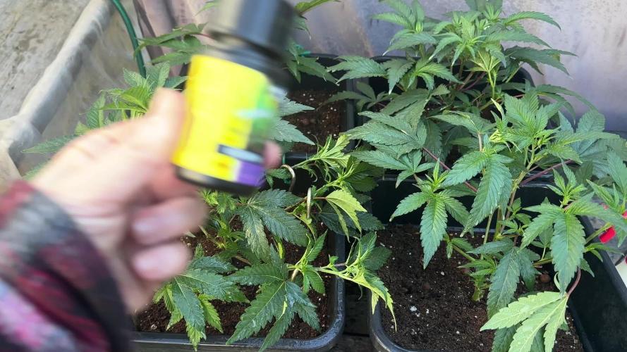 Natural Highs Clones
