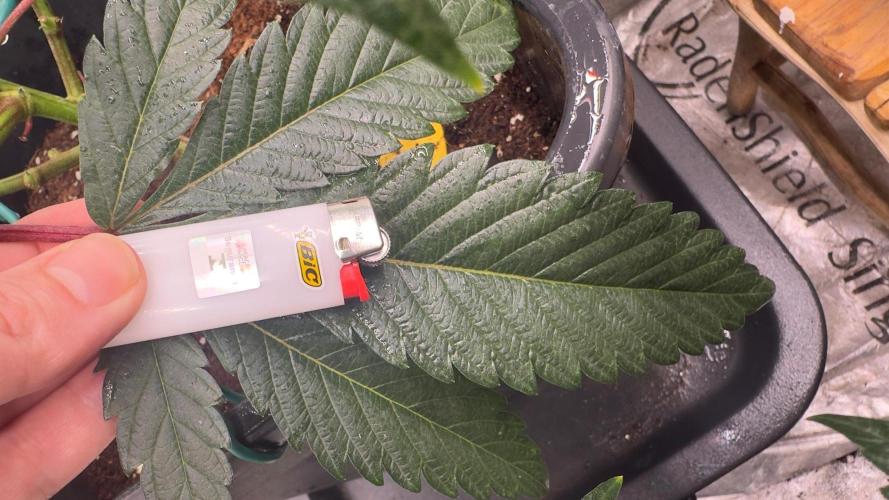 Natural Highs Clones. Week 7