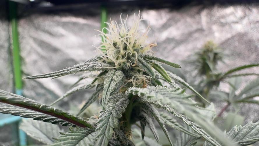 Natural Highs Clones. Week 8