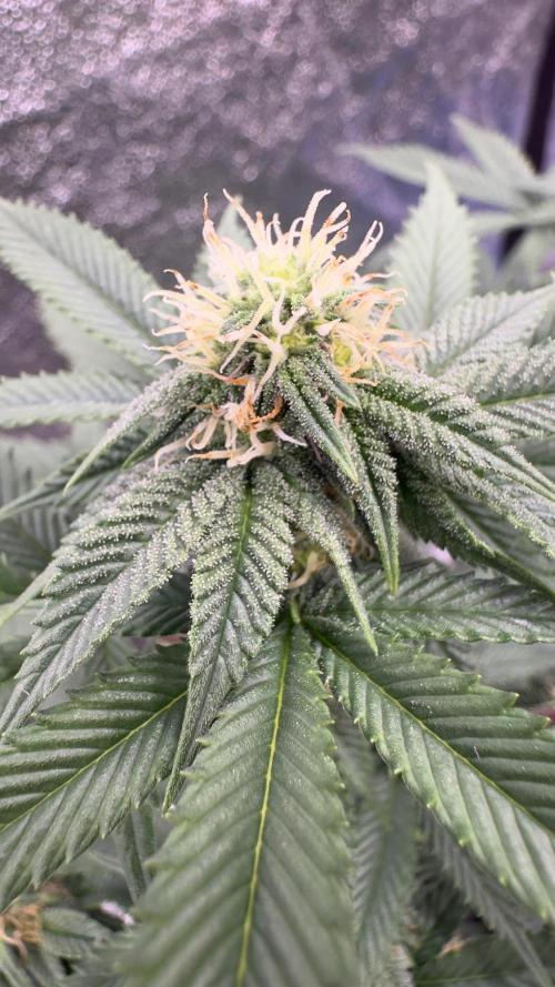Natural Highs Clones. Week 8
