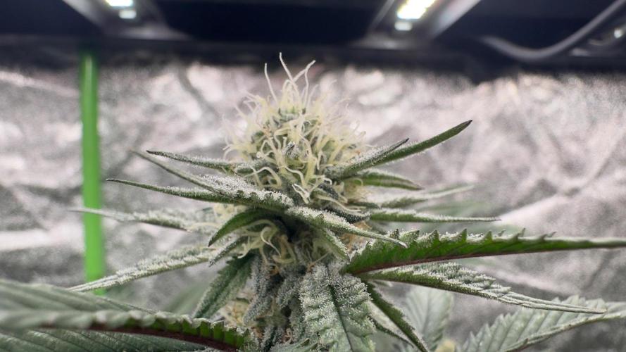 Natural Highs Clones. Week 8