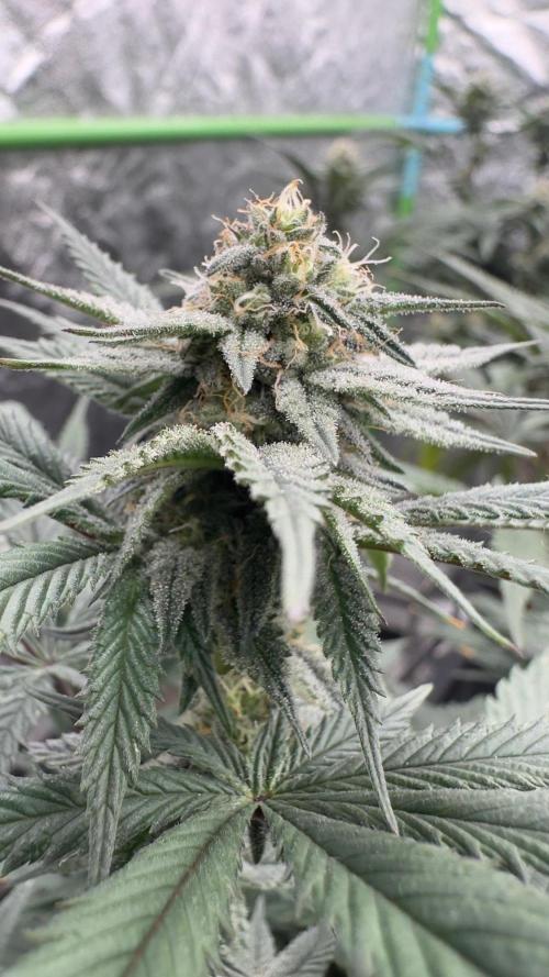 Natural Highs Clones. Week 8
