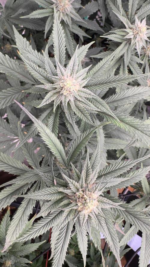 Natural Highs Clones. Week 8