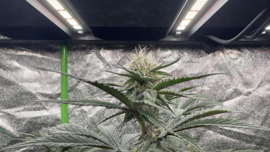 Natural Highs Clones. Week 8