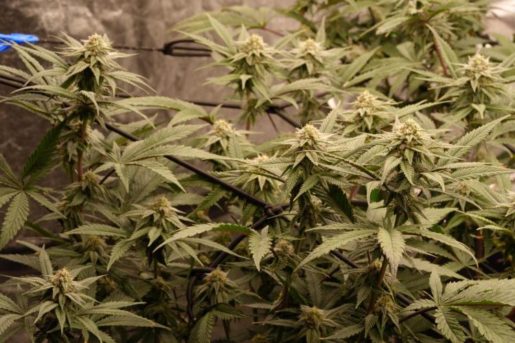Natural Highs Clones. Week 9
