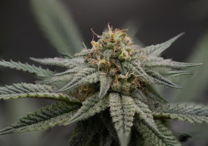 Natural Highs Clones. Week 9