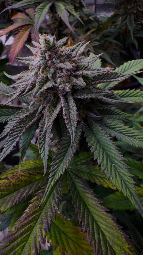 Natural Highs Clones. Week 12