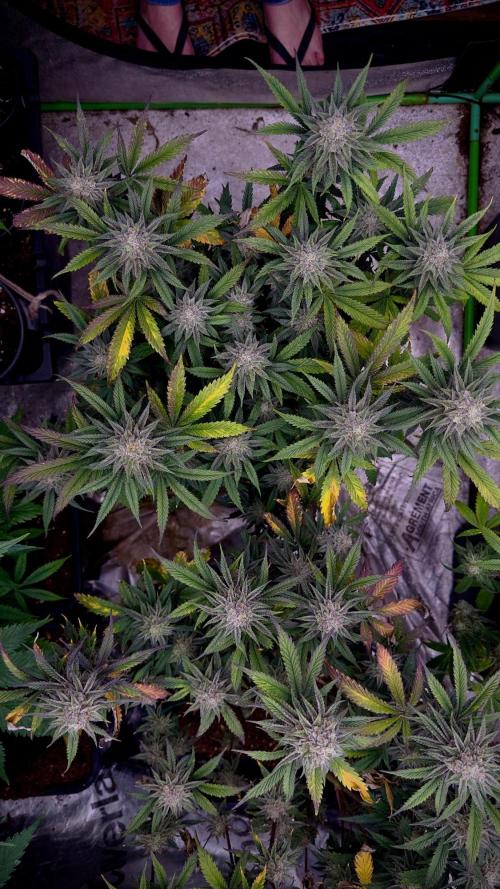 Natural Highs Clones. Week 12