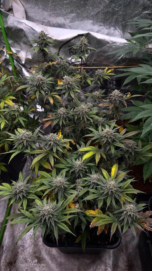 Natural Highs Clones. Week 12