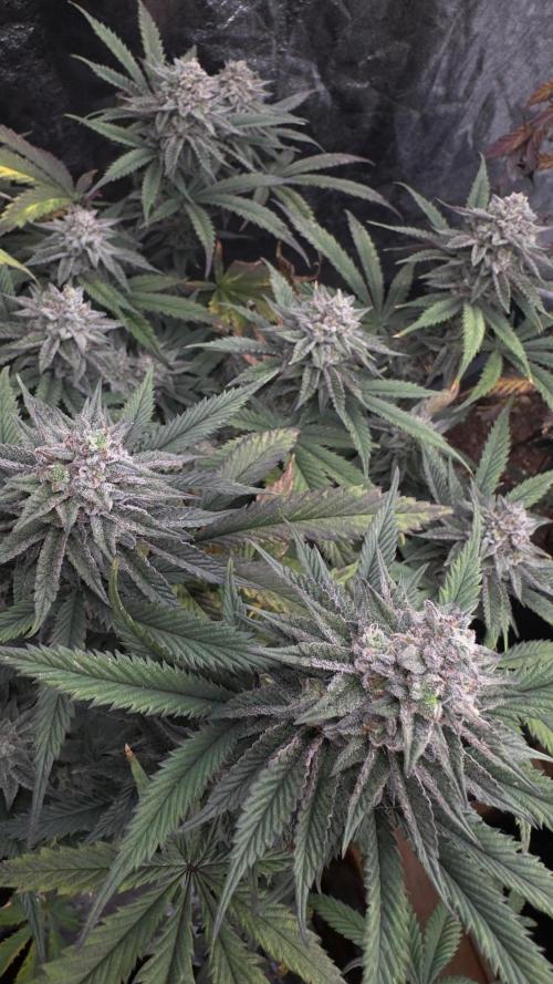 Natural Highs Clones. Week 12